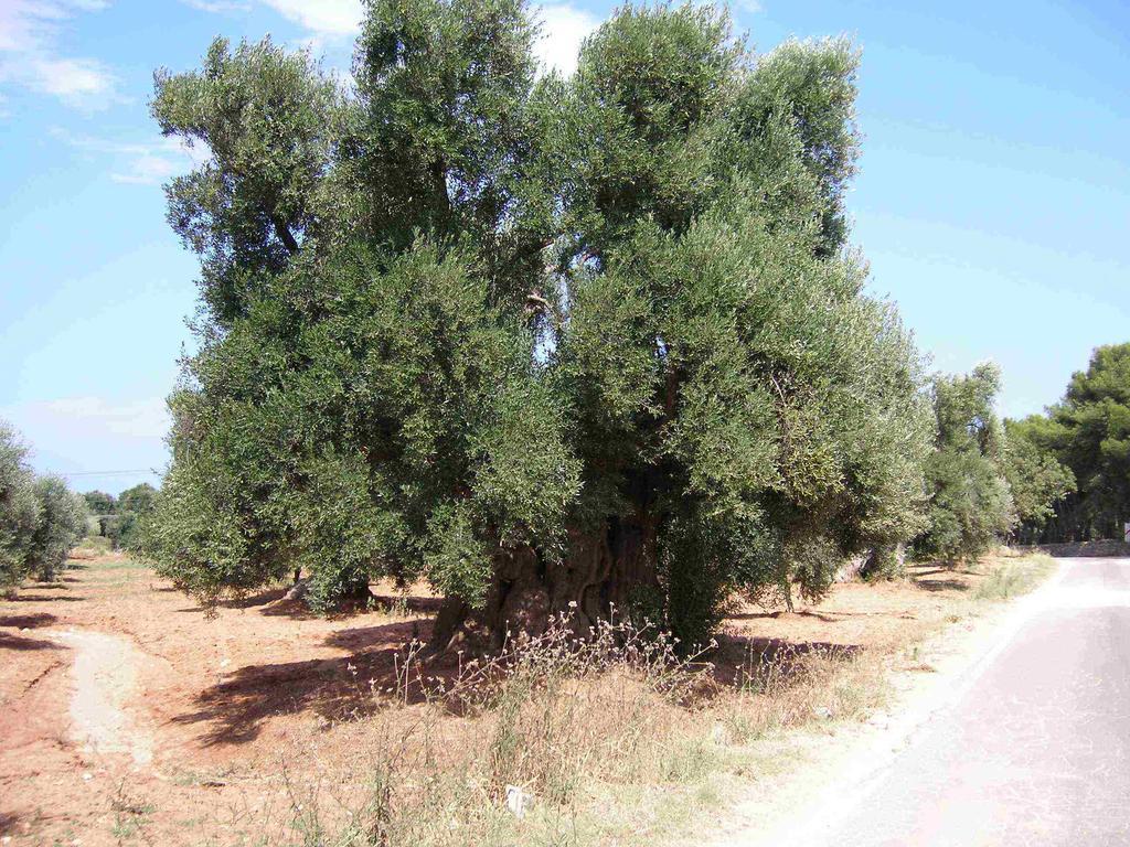 Citta Bianca Country Resort Ostuni Zewnętrze zdjęcie